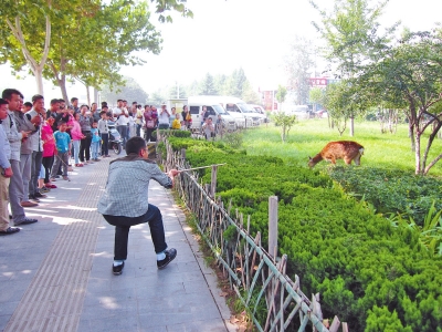 工作人員悄悄走近梅花鹿，準(zhǔn)備發(fā)射麻醉針。