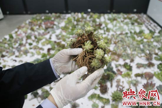 這些被截獲的多肉植物郵件面單上的品名大多申報為“禮物”、“衣服”等，屬于瞞報行為。