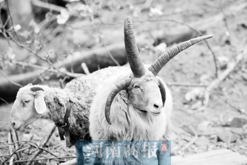 “咩……我的原主人說(shuō)，他養(yǎng)了一輩子羊，也沒(méi)見(jiàn)過(guò)我這種情況”