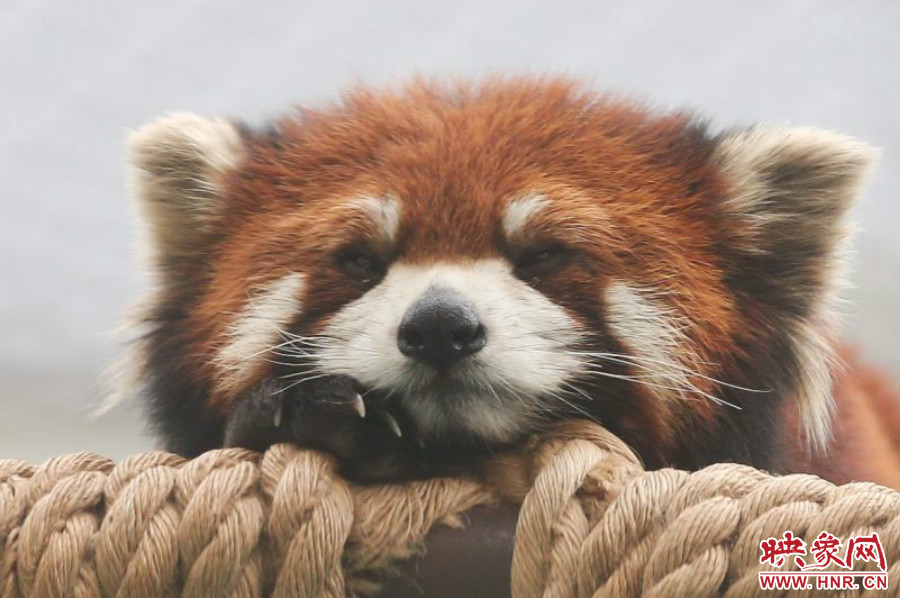 小熊貓在世界各動物園中是相當受歡迎的動物。