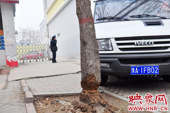 據(jù)了解，這棵樹在一家名叫“蝸牛之家”賓館專用停車場的出口處的南側，與北側的另外一棵白蠟樹有三四米的距