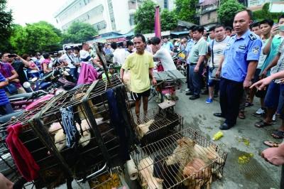 今天是廣西玉林狗肉節(jié)，市場上的攤販增加了數(shù)倍，城管也出動對市場上的占道行為進(jìn)行規(guī)范 記者 劉暢 攝