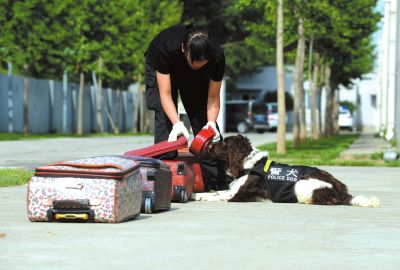 搜油犬正在進(jìn)行日常訓(xùn)練。