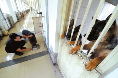 馴犬員給搜油犬準(zhǔn)備晚餐。