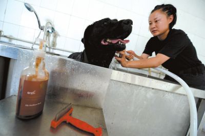 天熱時(shí),搜油犬會天天洗澡。