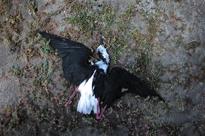 死去的鳥兒達到200多只，還有鳥兒在湖邊淤泥中掙扎著。