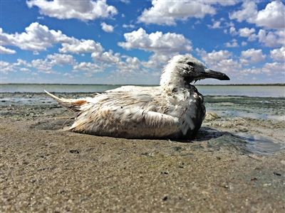 死去的鳥兒達到200多只，還有鳥兒在湖邊淤泥中掙扎著。