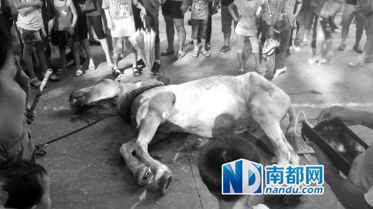 死馬拉的車。 游客圍觀死馬。游客供圖