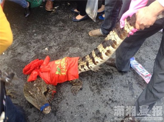 車(chē)上的鱷魚(yú)爬上路面。記者 向帥