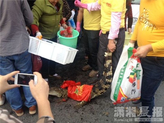 鱷魚(yú)被車(chē)主抓到。