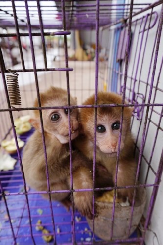 獼猴、麂子、白鷴、果子貍、豪豬、豺狗、熊、竹鼠等國家保護野生動物或瀕危物種，在此成為各路食客的盤中餐