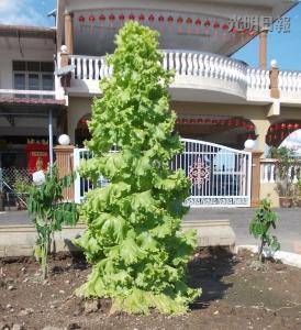 馬口親善花園居民李亞德種出“高人一等”的生菜，這棵3英尺高的生菜好像圣誕樹，令人稱奇。