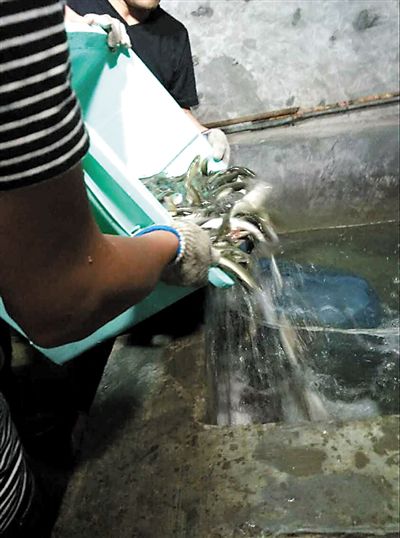 主人將撈上來的魚放進(jìn)魚池。