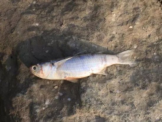 廣東珠海海邊驚現(xiàn)大量死魚(yú)群 綿延兩公里海灘