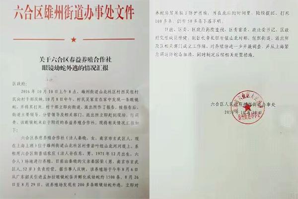 交匯點10月10日消息， 10日晚上，一則消息在南京人的朋友圈和微信群里瘋傳，網(wǎng)傳消息稱：六合雄州街道山北村一個農莊私自養(yǎng)眼鏡蛇，幾天前突然跑出來了，估計二三百條。交匯點記者向六合區(qū)委宣傳部相關人士求證，證實了此事確實發(fā)生。