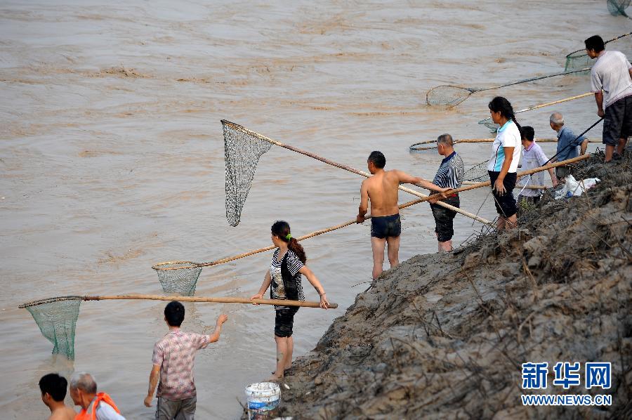 7月6日,在山西省平陸縣黃河岸邊,人們在河邊捕撈黃河“流魚”。