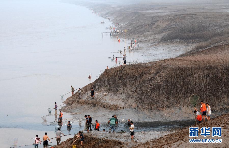  7月6日,在山西省平陸縣黃河岸邊,人們在捕撈黃河“流魚”。