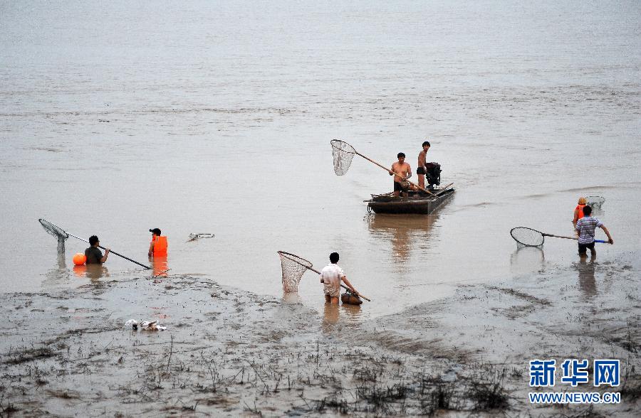 7月6日,在山西省平陸縣黃河河道內(nèi),人們在捕撈黃河“流魚”。