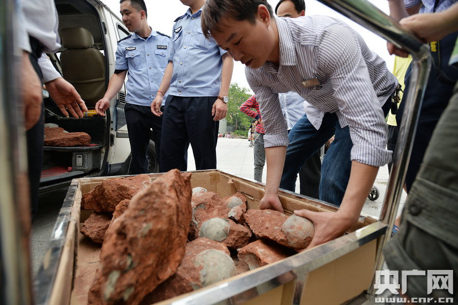 2015年4月19日，廣東河源，道路改造施工現(xiàn)場，挖出一大窩恐龍蛋化石。