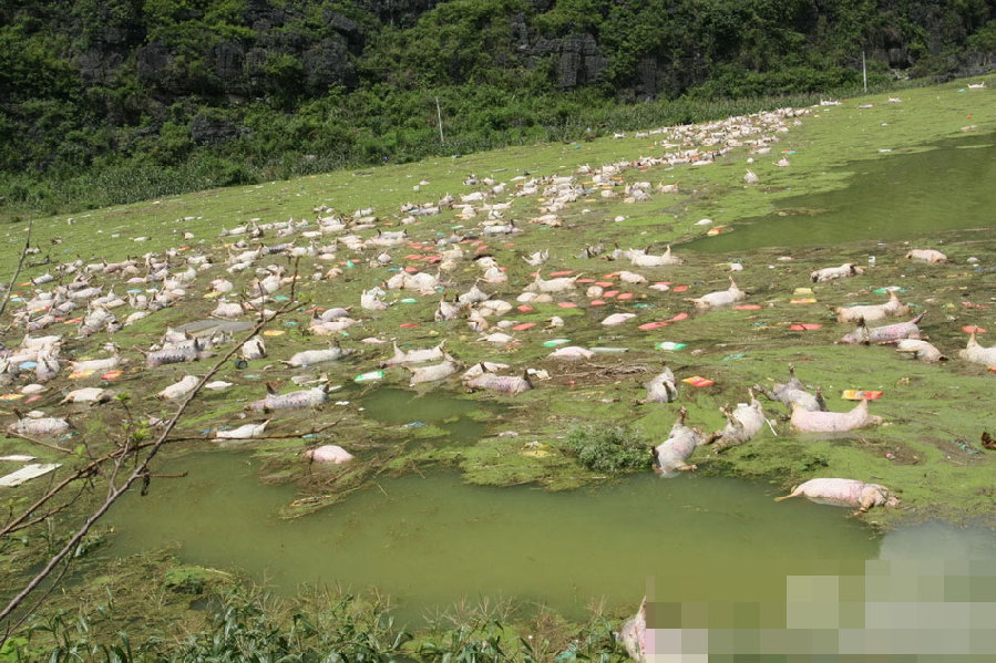 廣西一養(yǎng)殖場(chǎng)被淹 1.6萬余頭死豬浸泡水中