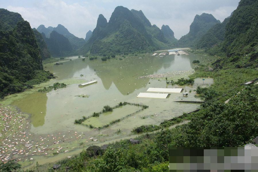 廣西一養(yǎng)殖場(chǎng)被淹 1.6萬余頭死豬浸泡水中