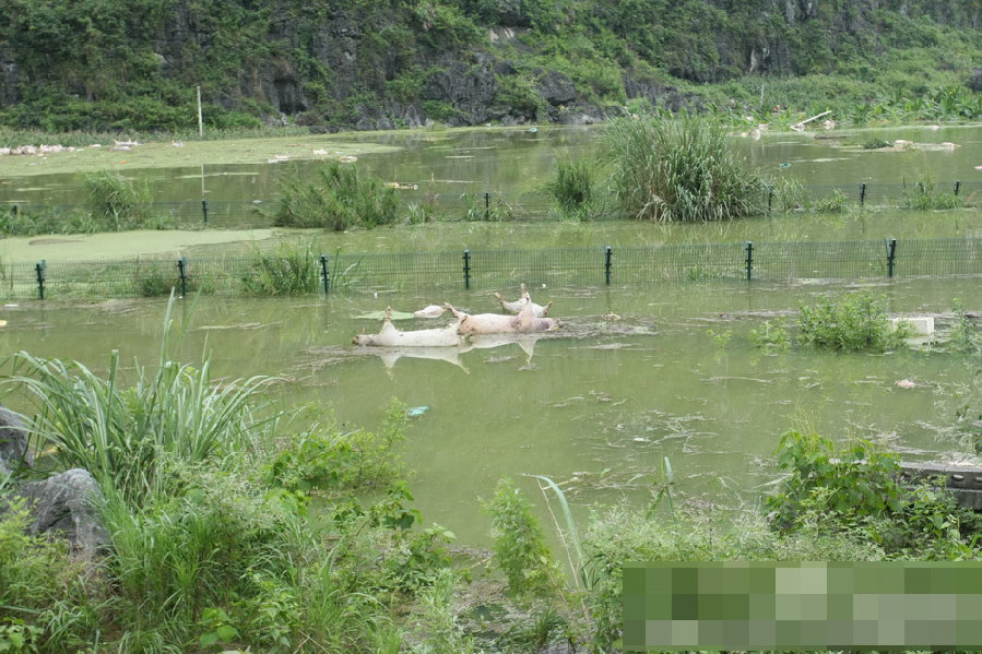 廣西一養(yǎng)殖場(chǎng)被淹 1.6萬余頭死豬浸泡水中