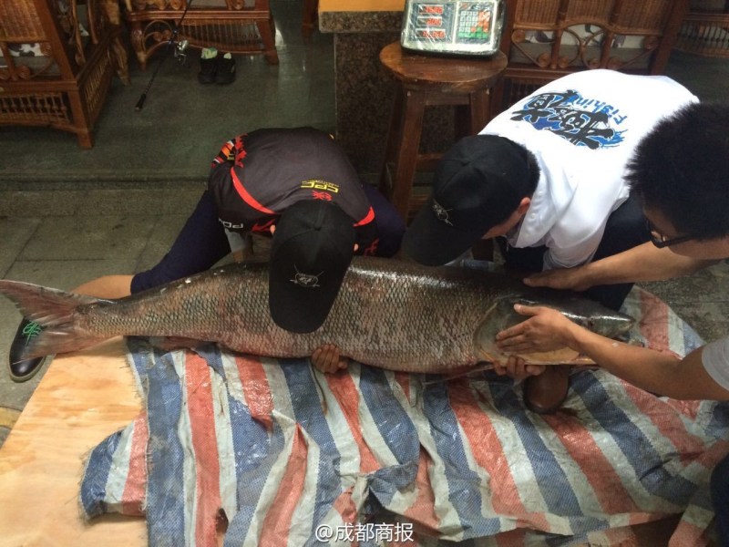 圖為父子倆翻動(dòng)大魚(yú)。