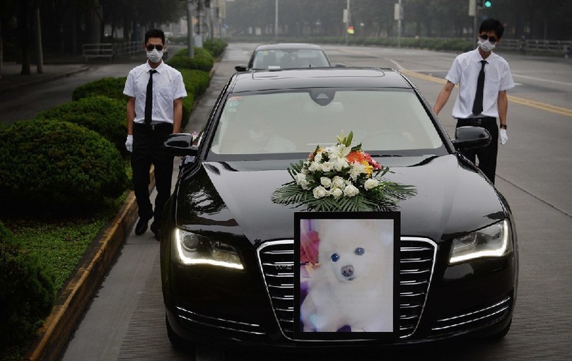 著寵物狗靈柩的車隊緩緩開往悼念室。