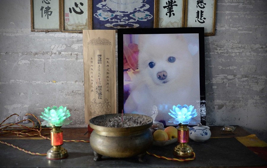 寵物狗的遺像被擺放在寺廟中。