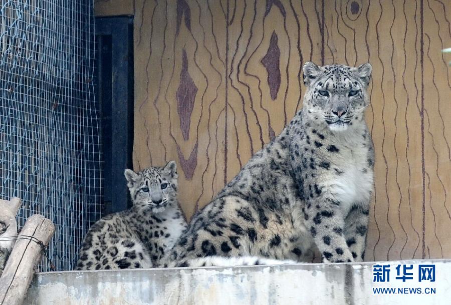 濟(jì)南野生動(dòng)物世界剛過百日的小雪豹和媽媽一起與游客見面