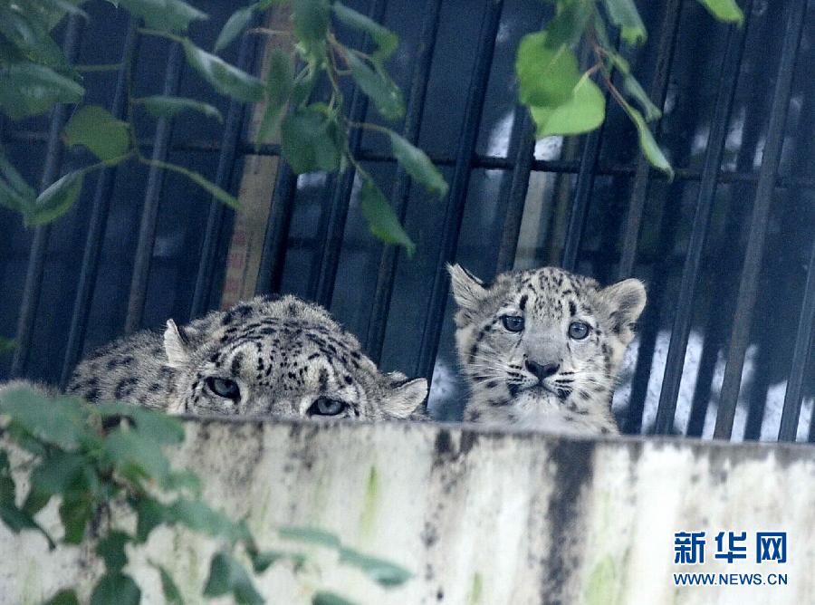 濟(jì)南野生動(dòng)物世界剛過百日的小雪豹和媽媽一起與游客見面
