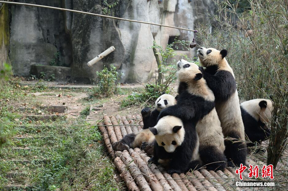 幾只大熊貓?jiān)谖故硶r(shí)間從飼養(yǎng)員處爭領(lǐng)食物。