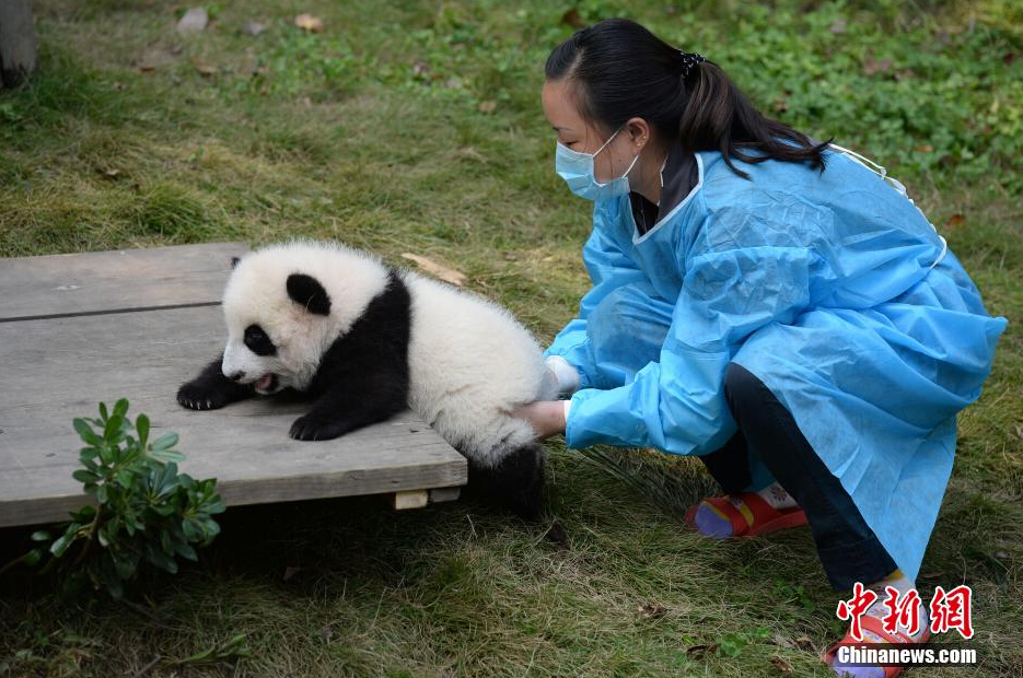 一名飼養(yǎng)員正幫助一只小大熊貓練習(xí)攀爬。