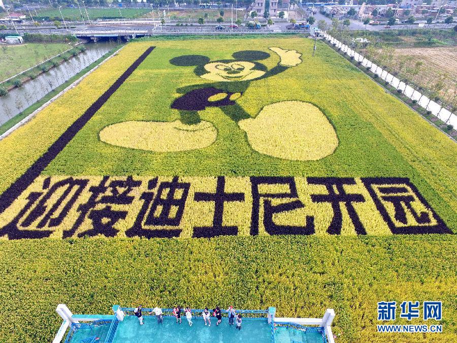 10月25日，游客在觀景臺(tái)上觀賞“米老鼠”稻田畫。