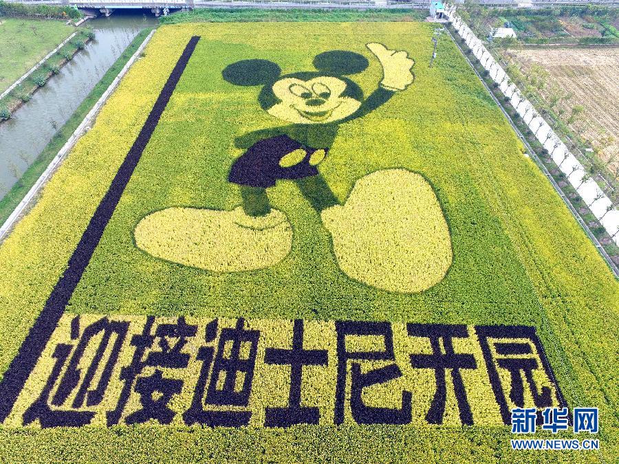 10月25日，游客在觀景臺(tái)上觀賞“米老鼠”稻田畫。