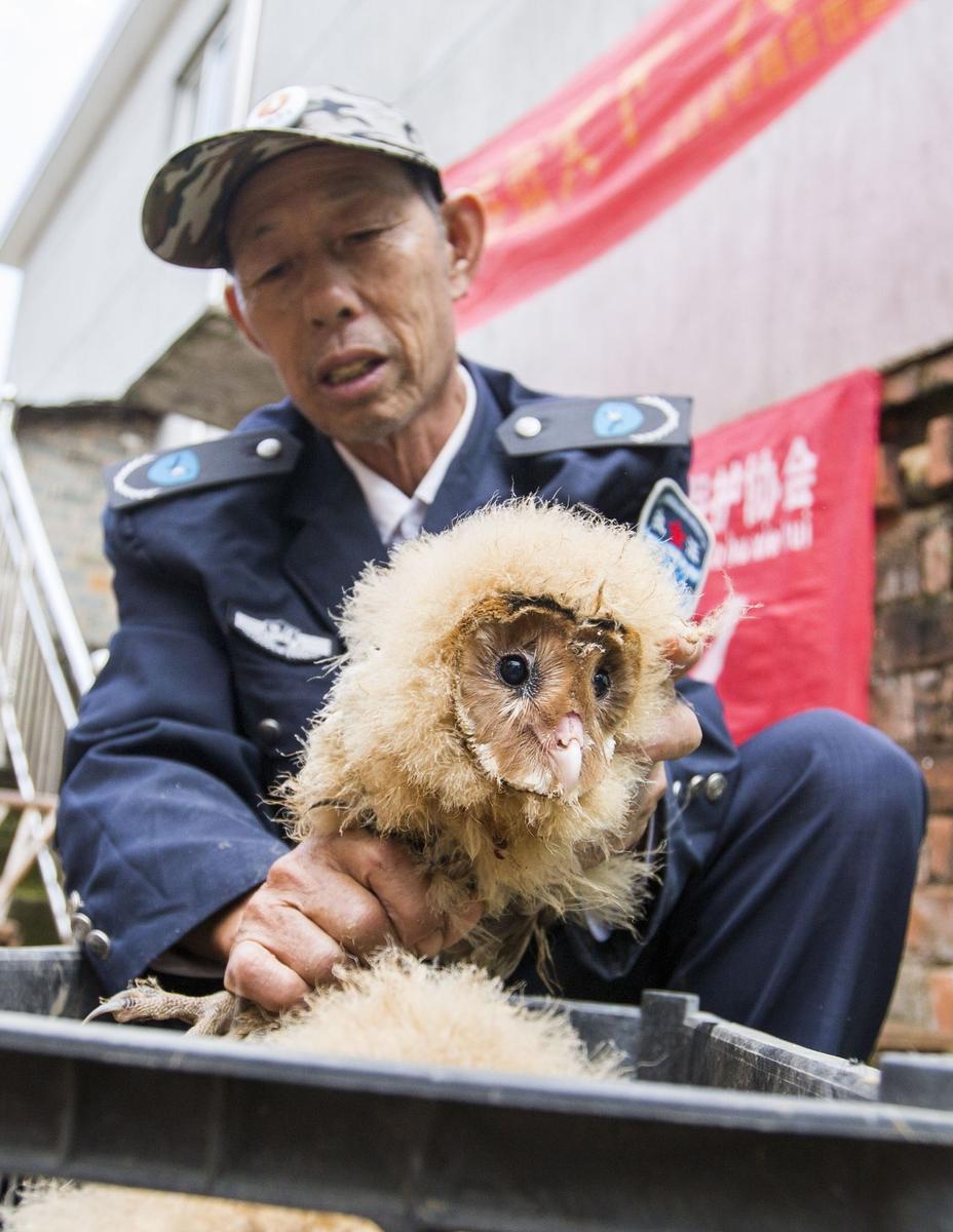 這5只雛鳥長得既像貓頭鷹，又像老鷹，危億玲和她丈夫便上網(wǎng)查詢，也沒查出來到底是什么動物。因為擔心這些雛鳥是保護動物，放在自己家里會養(yǎng)不好，危億玲便聯(lián)系上了都昌縣林業(yè)局野生動植物保護管理站。