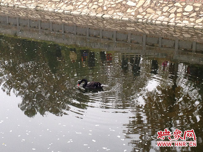 受傷的黑天鵝迫降鄭州金水河。