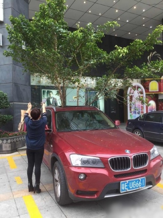 一輛停在停車位上的寶馬轎車，被墜落的樹枝砸中，樹枝徑直插入車內(nèi)，現(xiàn)場(chǎng)引發(fā)不少市民圍觀拍照。