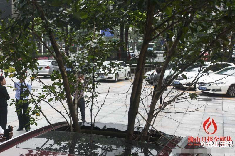 一輛停在停車位上的寶馬轎車，被墜落的樹枝砸中，樹枝徑直插入車內(nèi)，現(xiàn)場(chǎng)引發(fā)不少市民圍觀拍照。