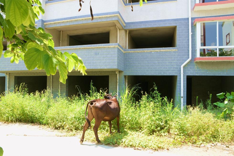 2016年7月26日，村民在廣西來賓市忻城縣隆達山水福城荒廢別墅間放牛。