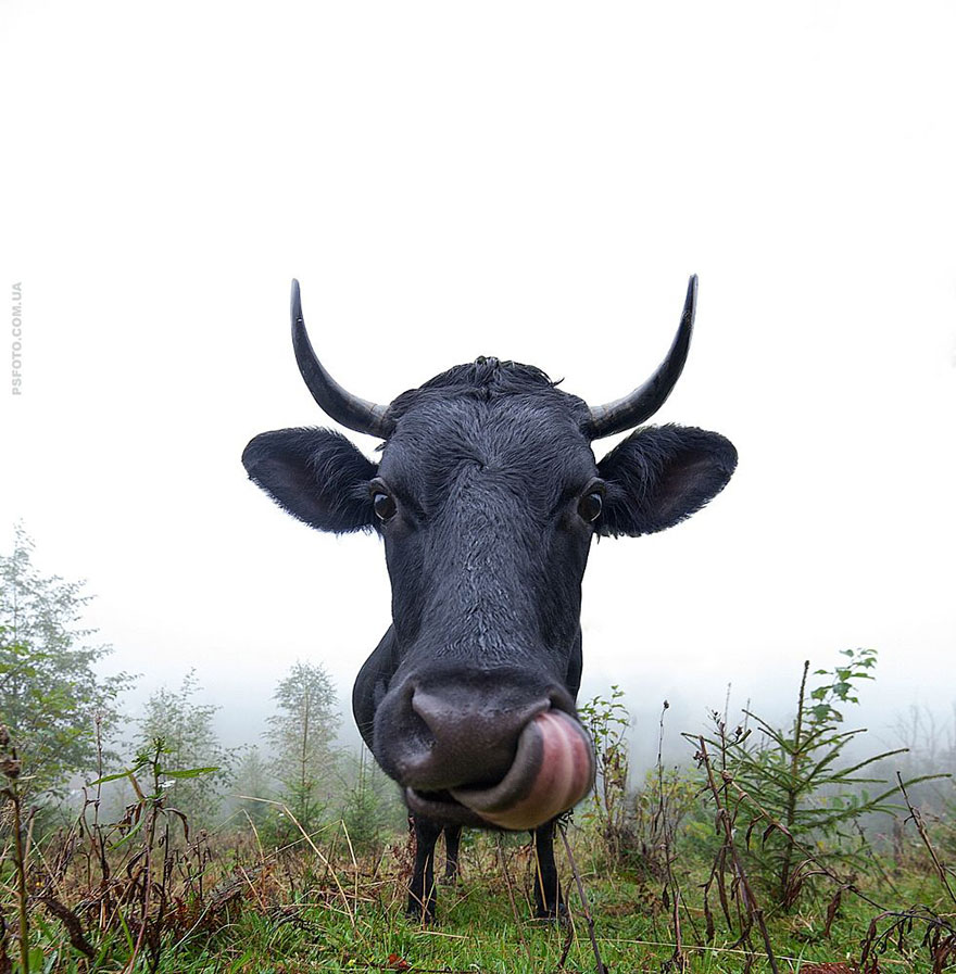 它們都是表情帝！一組不可思議的動物肖像