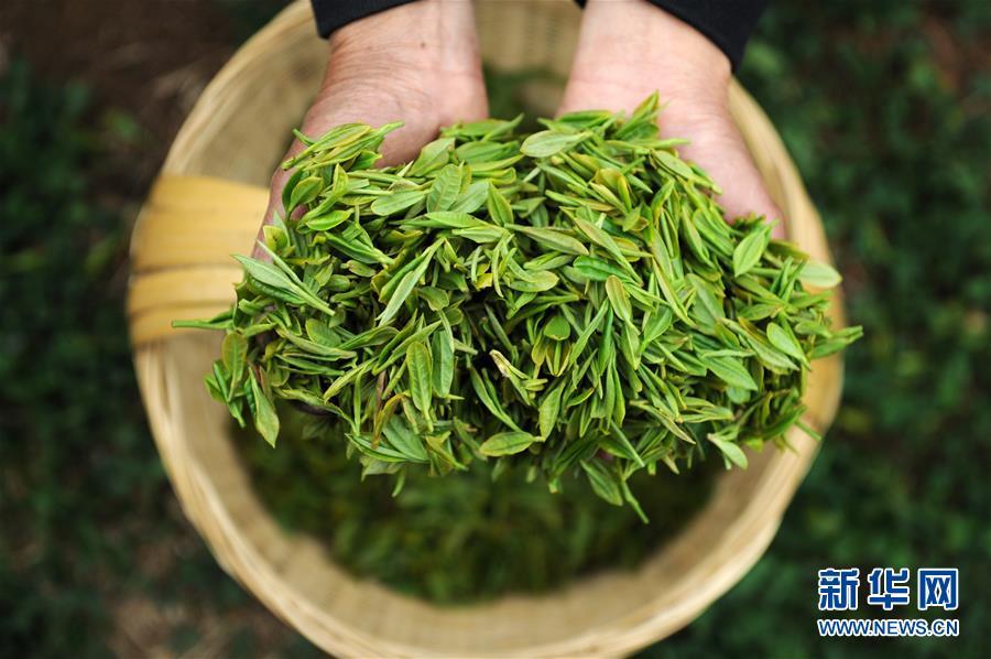 （社會(huì)）（4）黔中春茶開(kāi)采