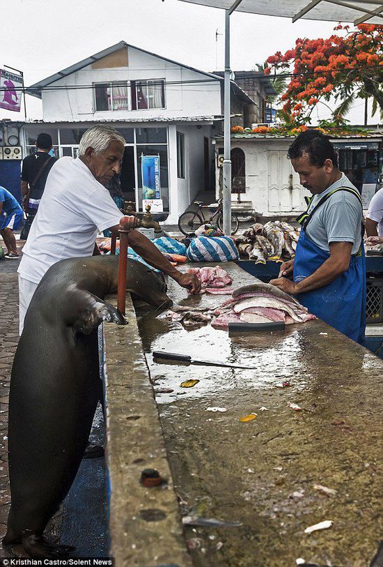 厄瓜多爾海獅成魚攤“?？汀?排隊(duì)“買”金槍魚