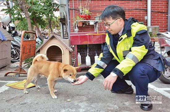 圖中這只柴犬生性好動，逢人就搖起臀部及尾巴