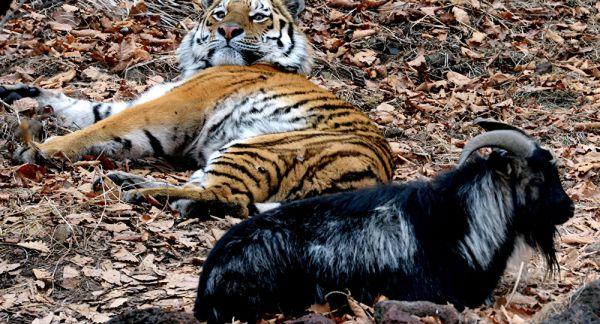 俄動物園直播虎羊“同居” 流量大致網(wǎng)站崩潰
