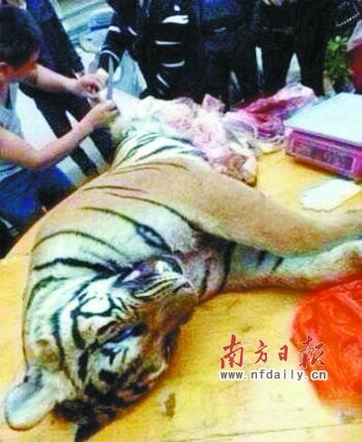 　殺虎現(xiàn)場。由匿名受訪人提供