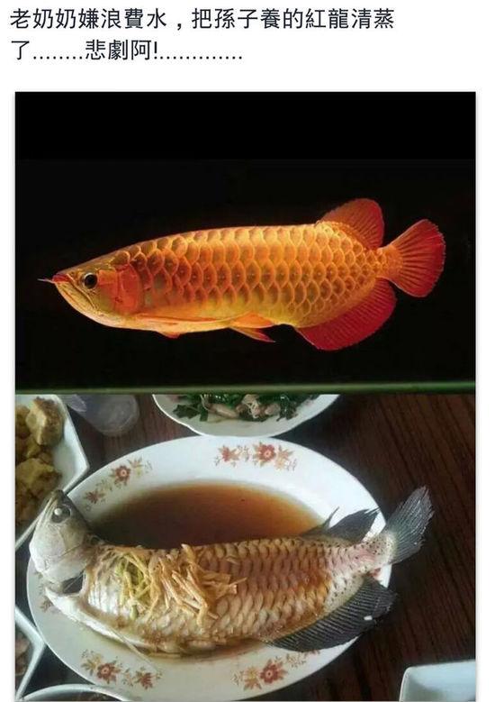 老奶奶嫌浪費水,把孫子養(yǎng)的紅龍清蒸了。圖片取自臺媒