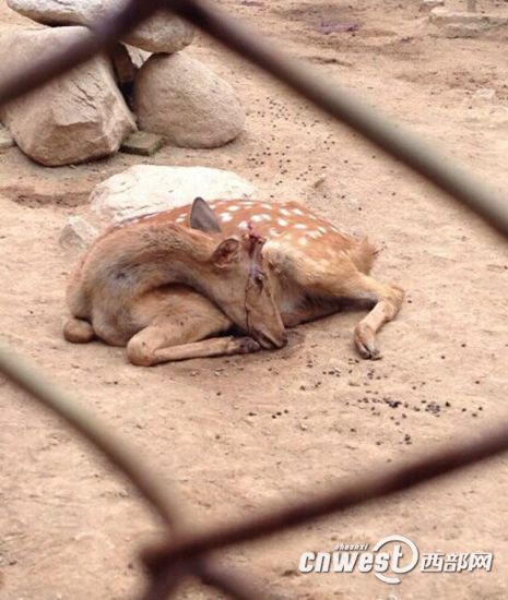 陜西秦嶺動(dòng)物園梅花鹿鹿茸被割 負(fù)責(zé)人稱(chēng)防打架