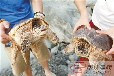 楊先生買來的鱷龜有很強的攻擊性。見習記者 雷鍵 攝