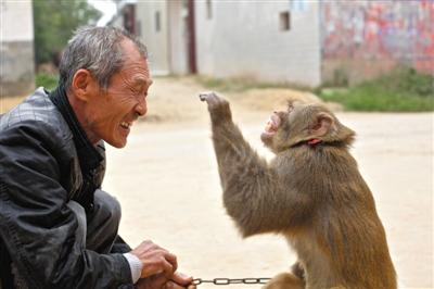 10月13日，新野縣鮑灣村耍猴人楊林貴蹲在家門(mén)口和自己的猴子玩耍。楊林貴，耍猴近三十年。